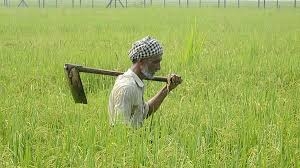 agriculture_1  